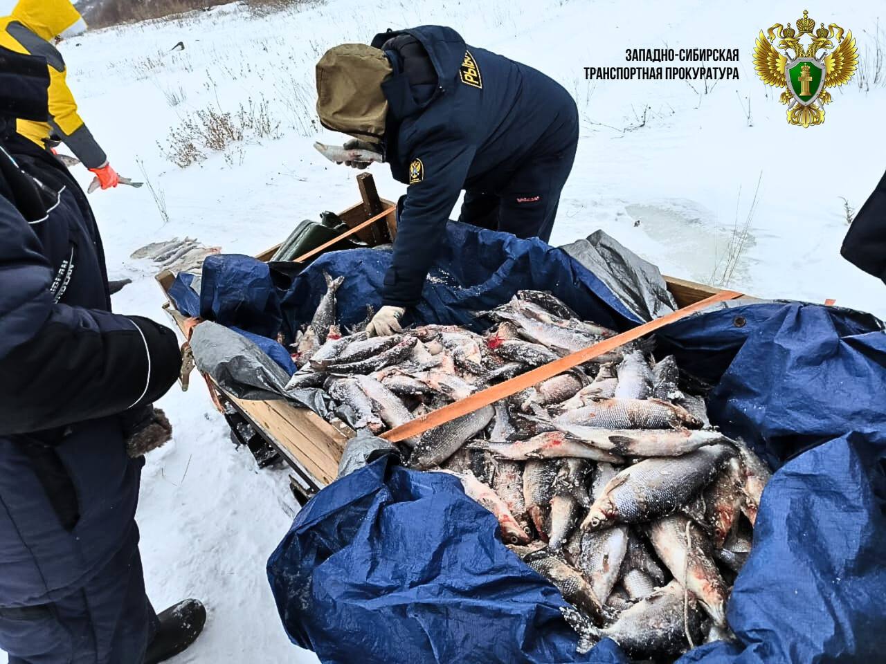 В Красноярском крае осужден браконьер за незаконный вылов рыбы    Дудинский районный суд Красноярского края постановил приговор по уголовному делу в отношении местного жителя. Он признан виновным по ч. 3 ст. 256 УК РФ  незаконная добыча  вылов  водных биологических ресурсов .  Установлено, что в октябре 2024 года подсудимый, находясь в акватории реки Енисей вблизи г. Дудинка Таймырского Долгано-Ненецкого района Красноярского края, незаконно выловил с использованием двух ставных рыболовных сетей 221 экземпляр рыбы рода «сиг обыкновенный», причинив ущерб водным биологическим ресурсам государства на сумму более 800 тыс. рублей.   ‍ ‍ ‍ ‍ ‍ ‍ С участием государственного обвинителя Норильской транспортной прокуратуры суд назначил виновному наказание в виде 2 лет лишения свободы условно с испытательным сроком 1 год.   По иску Норильского транспортного прокурора суд обязал виновного возместить причиненный государству ущерб.     В целях исполнения приговора в части разрешенного гражданского иска суд сохранил арест на имущество  снегоход .  #КРАСНОЯРСКИЙКРАЙ  #ПРИГОВОР