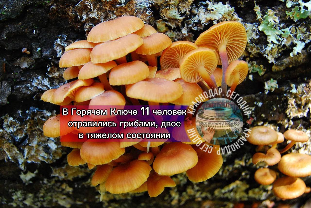 В Горячем Ключе 11 человек отравились грибами двое в тяжелом состоянии С 30 октября 11 человек в Горячем Ключе обратились за медицинской помощью с симптомами отравления грибами Двое пациентов в тяжелом состоянии были переведены в медучреждения Краснодара Врач Александр Горячев рассказал о признаках интоксикации тошнота рвота сужение зрачков диарея повышенная температура и сильные боли в животе Он подчеркнул что при первых симптомах необходимо немедленно обращаться за помощью Специалист также дал рекомендации по безопасности не собирать грибы у дорог не покупать их в несанкционированных местах не употреблять перезрелые или червивые экземпляры Даже съедобные грибы могут быть опасны при сомнениях в их качестве Есть интересная новость Присылайте нам Краснодар Сегодня канал в MAX ПРИСЛАТЬ НОВОСТЬ