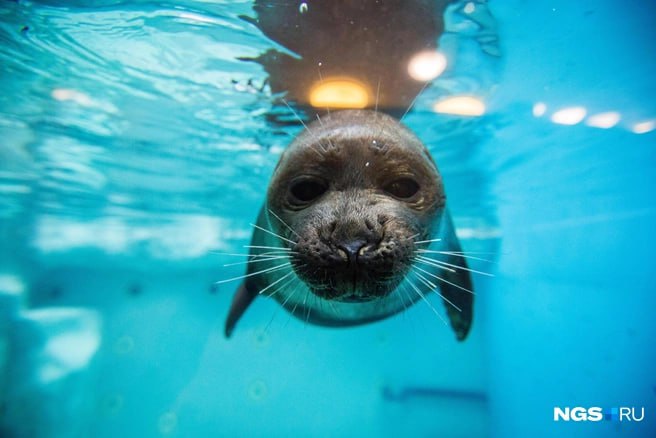 Почему нерпы всё чаще выходят на берег Байкала Глобальное потепление всё заметнее влияет на экосистему Байкала и прежде всего на байкальскую нерпу единственного в мире пресноводного тюленя Об этом сообщил доктор биологических наук главный научный сотрудник Байкальского музея СО РАН Евгений Петров Из за потепления лёд на Байкале появляется позже и разрушается раньше А ведь половина годового цикла нерпы связана со льдом именно на нём животные рожают детёнышей и проходят весеннюю линьку Теперь же всё чаще льды тают раньше чем нерпы успевают завершить линьку и тысячи животных вынуждены выходить на берег Это делает процесс более длительным и опасным а также влияет на их способность к размножению С 2020 по 2022 год учёные обследовали берега Байкала в поисках подходящих мест для выхода нерпы но большинство оказались непригодными из за судоходства туризма и браконьерства Массово животные собираются только на Ушканьих островах где наблюдали до 7 тысяч особей одновременно Потепление естественная причина на которую мы не можем повлиять но обязаны её фиксировать и понимать последствия подчеркнул учёный Ircity теперь в MAX