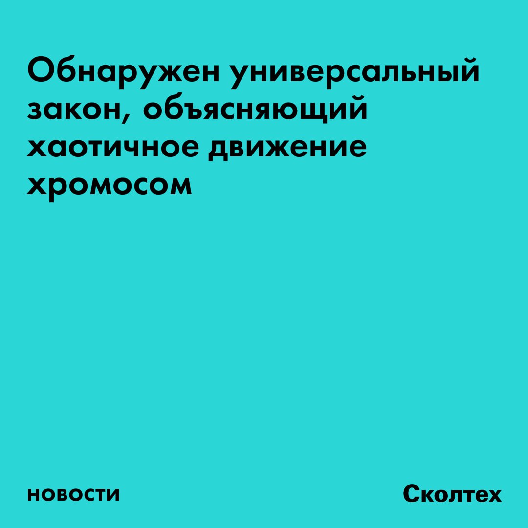 Учёные из Сколтеха Потсдамского университета и MIT открыли фундаментальный физический закон который управляет кажущимся хаотичным движением хромосом внутри живой клетки Результаты опубликованы в журнале Physical Review Research и поддержаны грантами РНФ и немецкого Фонда Александра фон Гумбольдта Это открытие помогает разрешить давнюю биологическую загадку о том как молекулы ДНК свёрнутые в плотные хромосомы остаются достаточно подвижными для жизненно важных процессов таких как включение и выключение генов Кирилл Половников первый автор работы и старший преподаватель Нейроцентра Сколтеха Мы разработали статфизическую модель которая показывает что движение участков хромосом как длинных полимерных цепей подчиняется универсальному физическому закону не зависящему от мельчайших деталей их строения Ключ к разгадке лежит в рассмотрении не точечного а коллективного движения целых сегментов ДНК Оказалось что способность гена на хромосоме смещаться как единое целое т е коэффициент диффузии центра тяжести обратно пропорциональна числу букв в его нуклеотидной последовательности Это универсальный принцип полимерных цепей выполняющийся как в термодинамическом равновесии так и в условиях активности клетки и фундаментально связанный с третьим законом Ньютона