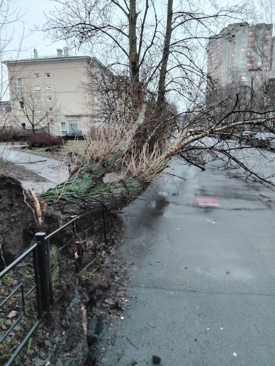 Штормовой ветер в Петербурге начинает валить деревья и плохо закреплённые конструкции. На фото - Красногвардейский район.  Будьте осторожны!   TvoySpb