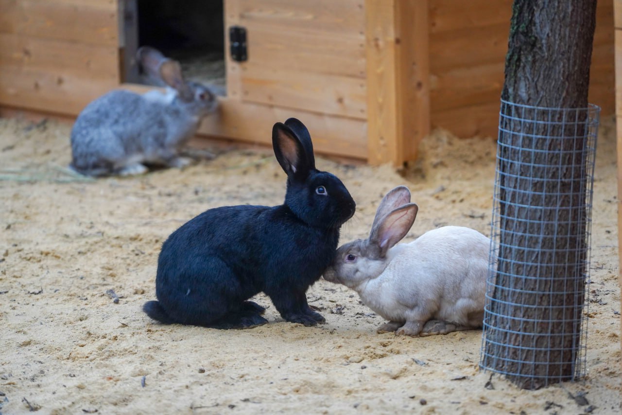 А у нас пополнение В нашей деревне дружелюбных животных Альпаково вчера вечером родились кролики Целых 7 малышей Зоослужба следила за состоянием будущей матери и заблаговременно переместила крольчиху в отдельный вольер где обеспечила всем необходимым водой сеном и теплом Когда малыши окрепнут и начнут питаться самостоятельно их выпустят к своим сородичам в общий вольер