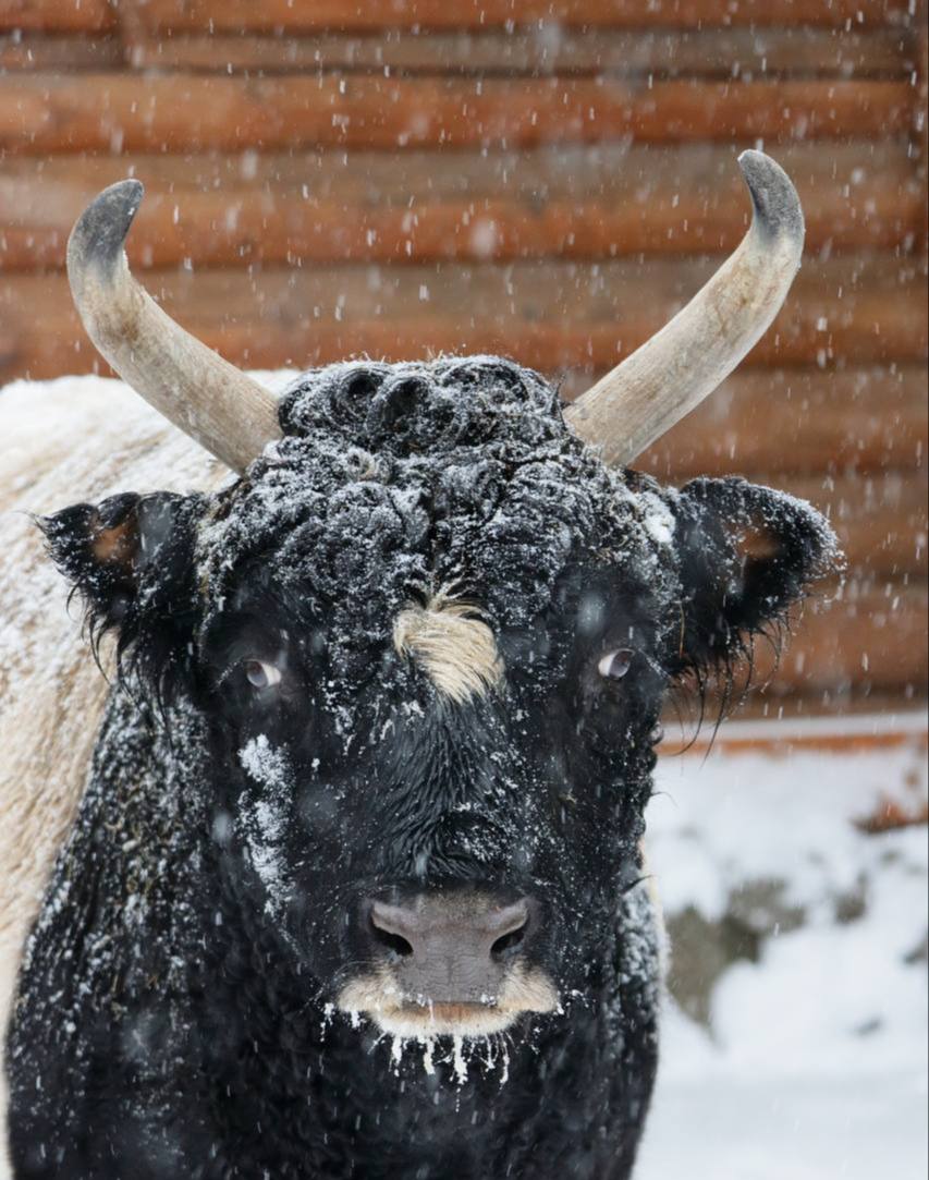 Год в зоопарке начался с потерь В Ленинградском зоопарке ушли из жизни якутская корова Сахая и бык Мааны Животные дожили до 18 и 17 лет но у них обострились заболевания у коровы была тяжелая онкология а у быка возрастные изменения суставов петроградский РК ostrova peterburga
