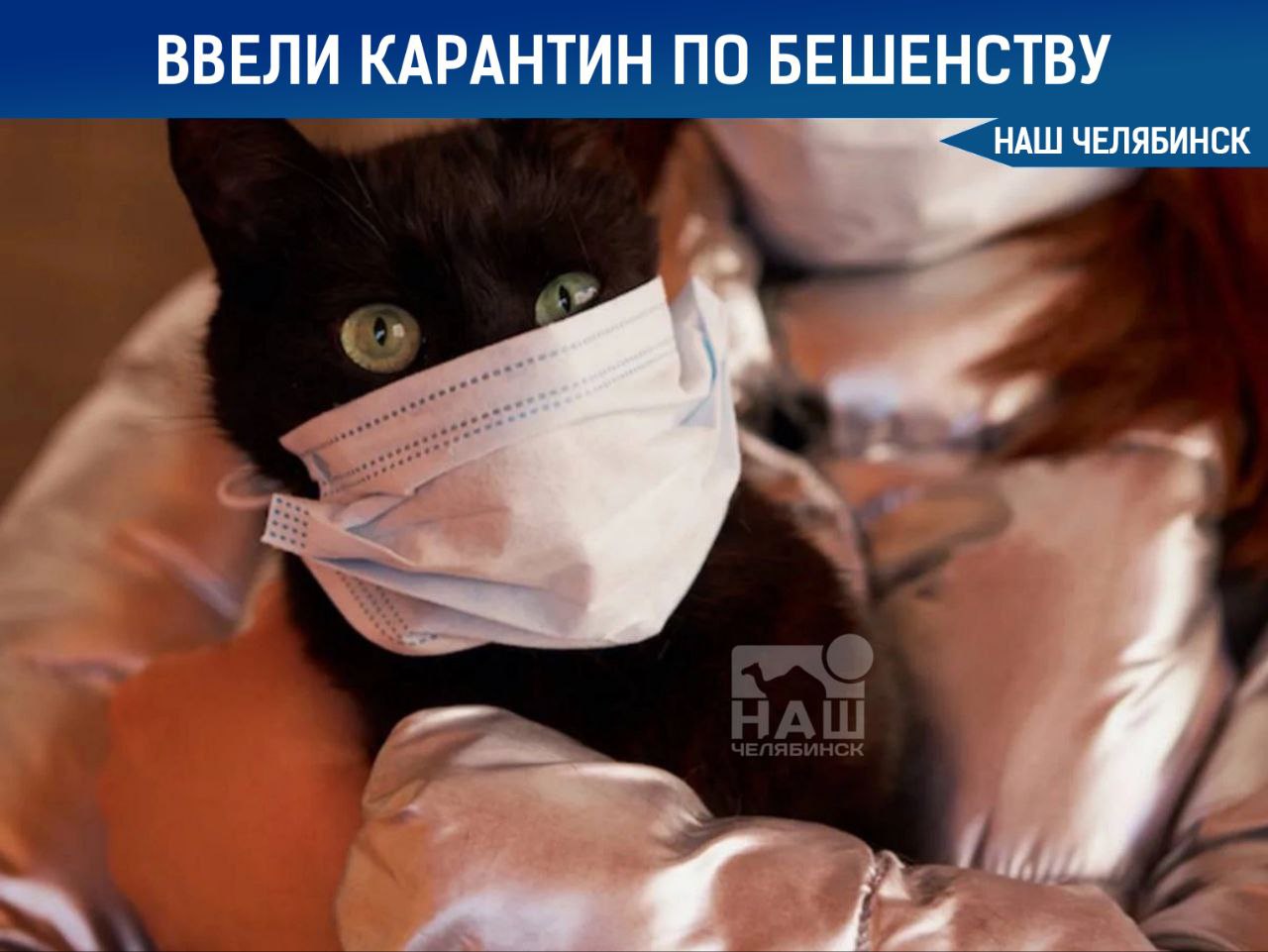 Под Челябинском ввели карантин по бешенству В Заозерном Копейский округ ввели ограничения из за выявленных очагов бешенства Территории в радиусе до двух километров объявлены неблагополучными В зонах карантина запрещены ярмарки выставки и любые мероприятия с участием восприимчивых к инфекции животных а также их вывоз в течение 179 дней А вы прививаете питомцев от бешенства Наш Челябинск новости без лапши Подпишись