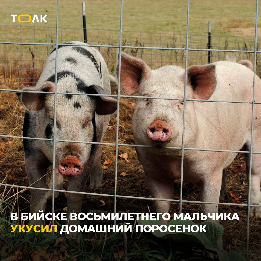 8-летнего ребенка в Бийске искусал домашний поросенок Мальчик поступил в травмпункт городской больницы № 2 Бийска, сообщили в учреждении. Во время осмотра у ребенка на ноге были рваные раны. Врачи обработали место укуса и ввели вакцину от бешенства. "Вакцинация проводится поэтапно: первый укол ставят в день обращения, последующие инъекции назначают на 3-й, 7-й, 14-й дни, а также через месяц и три месяца после первого обращения", – рассказали в больнице. Медики порекомендовали дальше наблюдать ребенка в поликлинике по месту жительства. ТОЛК