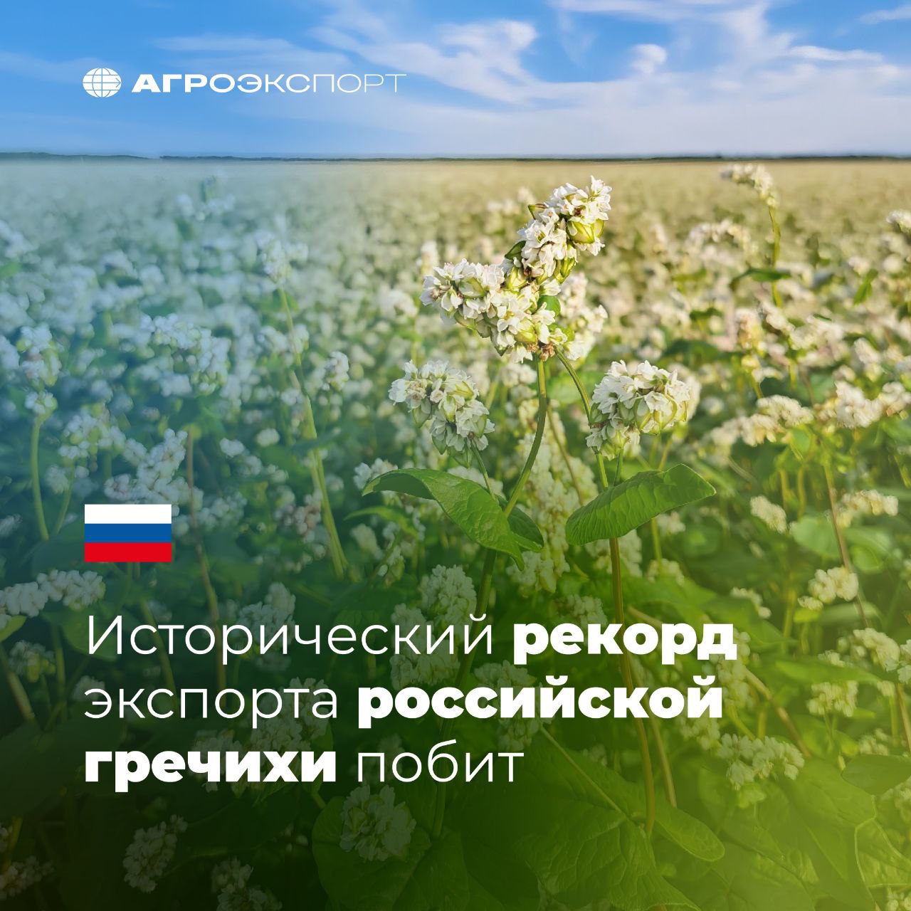 Исторический рекорд экспорта российской гречихи побит Согласно оценкам экспертов за 11 месяцев 2025 года Россия экспортировала почти 250 тыс тонн гречихи на сумму более 64 млн долл США В сравнении с аналогичным периодом прошлого года объем отгрузок вырос на 15 в физическом выражении Можно констатировать что исторический рекорд побит ранее максимум в экспорте российской гречихи в весе фиксировался в 2024 году 235 тыс тонн В топ 3 стран импортеров в физическом выражении входят Китай около 238 тыс тонн Япония около 4 тыс тонн Польша около 3 тыс тонн За 10 лет экспорт российской гречихи вырос в 6 2 раза в натуральном выражении Читайте Агроэкспорт в MAX агроэкспорт новостиАПК