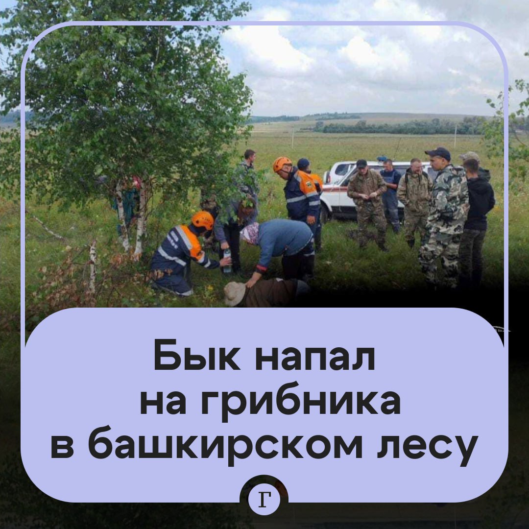 Бык напал на пенсионера, который отправился за грибами в башкирский лес. 82-летний житель Белокатайского района ушел на «тихую охоту» в ближайший от его деревни лесок. Наступил вечер, а пенсионер так и не вернулся домой. Его супруга забила тревогу, обратилась к спасателям и полицейским. Им удалось отыскать пропавшего мужчину. Он был ранен и просто лежал на земле. Оказалось, что во время поиска грибов на него напал бык. — Бык?