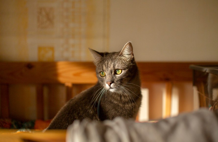 На Ямале стартовала акция Мартовский кот С 24 февраля по 29 марта госветклиники Ямала проведут акцию Мартовский кот предлагая 20 процентную скидку на стерилизацию собак и кошек Инициатива направлена на заботу о здоровье животных и снижение числа бездомных Жители Нового Уренгоя смогут воспользоваться предложением в двух городских ветпунктах Специалисты напоминают своевременная стерилизация помогает избежать болезней и делает жизнь питомцев спокойнее Горожан просят рассказать об акции друзьям и соседям чтобы как можно больше животных получили необходимую помощь Источник Север Пресс Фото freepik Подписаться Прислать новость Заказать рекламу