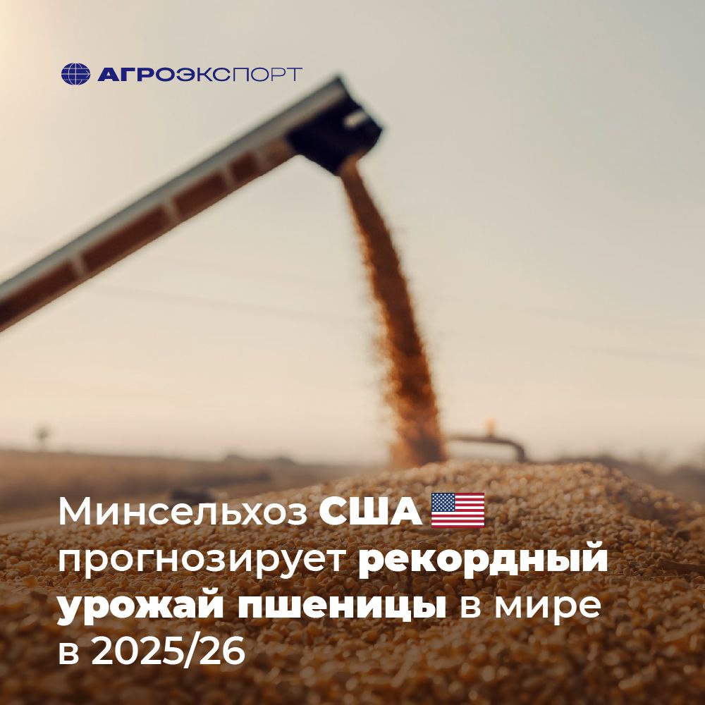 Минсельхоз США прогнозирует рекордный урожай пшеницы в мире в 2025/26 Минсельхоз США представил первый прогноз по мировому балансу зерновых культур в новом сезоне 2025/26. В соответствии с ним ожидается рекордное производство и потребление пшеницы, а также рост мировой торговли злаком. Прогноз мирового производства пшеницы на новый сезон 2025/26 составляет 808,5 млн тонн, что на 8,8 млн тонн больше предыдущего сельхозгода. Глобальный урожай впервые перешагнет отметку в 800 млн тонн. «Увеличение производства в ЕС, Индии, Великобритании, Китае, Аргентине, России и Канаде более чем компенсирует сокращение в Казахстане, Австралии, Пакистане и США», — отмечается в майском обзоре Минсельхоза США. По оценке ведомства, российский урожай пшеницы в 2025/26 составит 83 млн тонн, что на 1,7% больше 2024/25, а экспорт увеличится на 3,4%, до 45 млн тонн. Таким образом, в следующем сезоне Россия сохранит первое место среди стран-экспортеров пшеницы с долей 21%. USDA #агроэкспорт #новостиАПК