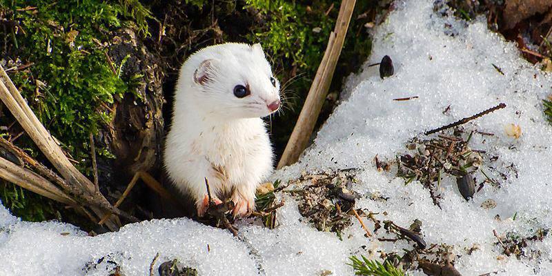 Зимой в московских парках можно встретить сов белок лис и даже горностаев Эти животные активны в холодное время года а их яркий мех хорошо заметен на снегу Застать их легче всего на рассвете или в сумерках При встрече с дикими обитателями важно соблюдать тишину и не приближаться к ним Уток и других пернатых можно подкармливать только специальным зерном Если вы заметили травмированное животное сообщите в единую справочную службу Правительства Москвы по телефону 7 495 777 77 77
