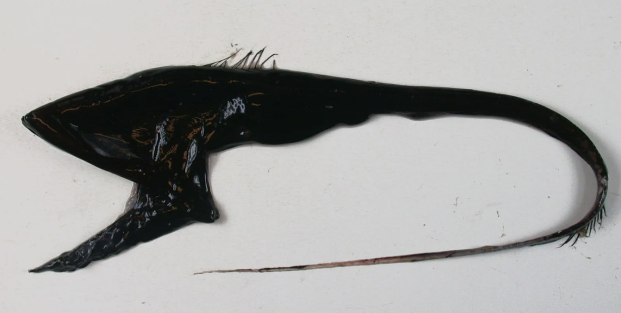 В океане скрывается хищник с пастью в разы больше чем тело прячется на глубине до 5 км На видео запечатлели невероятно редкого и малоизученного обитателя океана пеликанового угря Эта уникальная глубоководная рыба известна тем что ее пасть в разы больше чем тело Подробнее читайте в нашей рубрике Фокус Наука