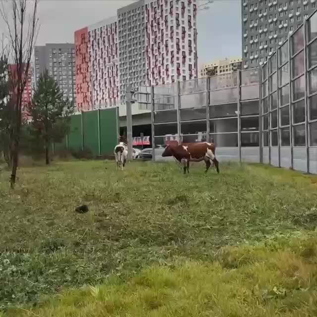 Коровы замечены у метро Рассказовка в Москве