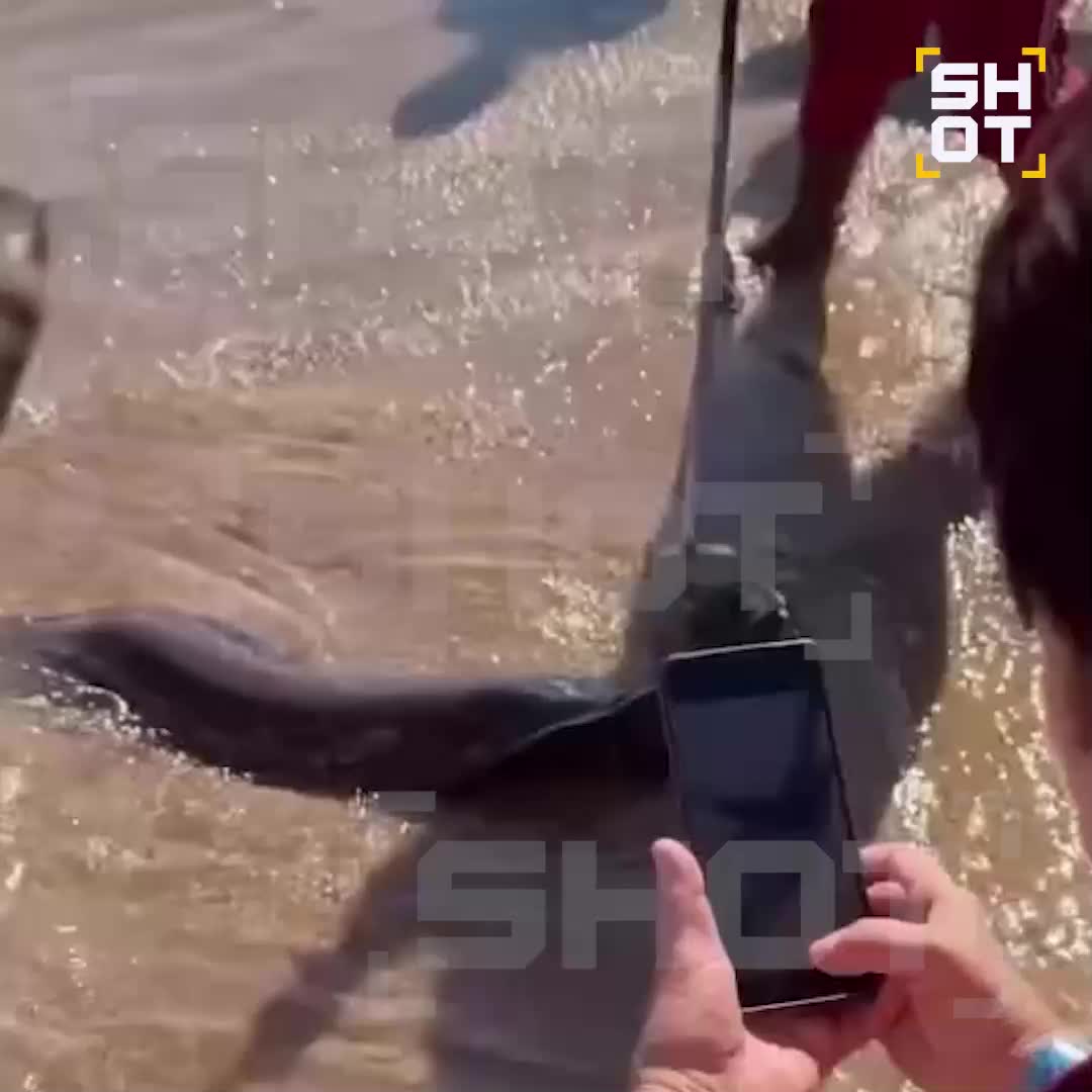 Мурена укусила туриста в Хургаде: пострадавший госпитализирован