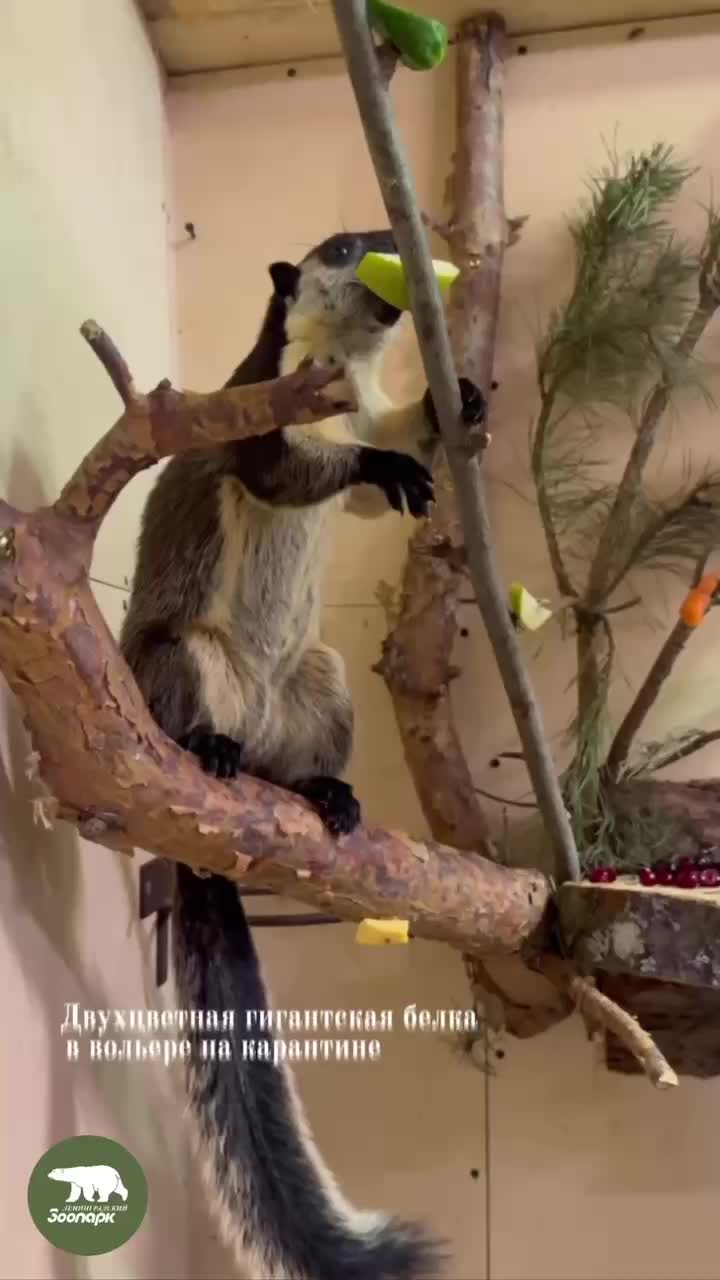 Ленинградский зоопарк пополнился гигантской белкой Рикки Тикки