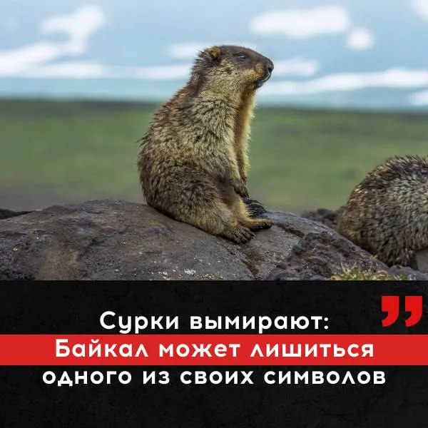 Байкальские сурки вымирают Ученые бьют тревогу черношапочные сурки те самые смешные толстенькие грызуны которых так любят туристы находятся под угрозой исчезновения Главный специалист отдела мониторинга сети природных парков Вулканы Камчатки Евгений Карпов говорит Байкал попал в перечень мест где этим животным грозит исчезновение Черношапочные сурки внесены в Красную книгу Иркутской области как редкий малоизученный вид   Подписаться Предложить