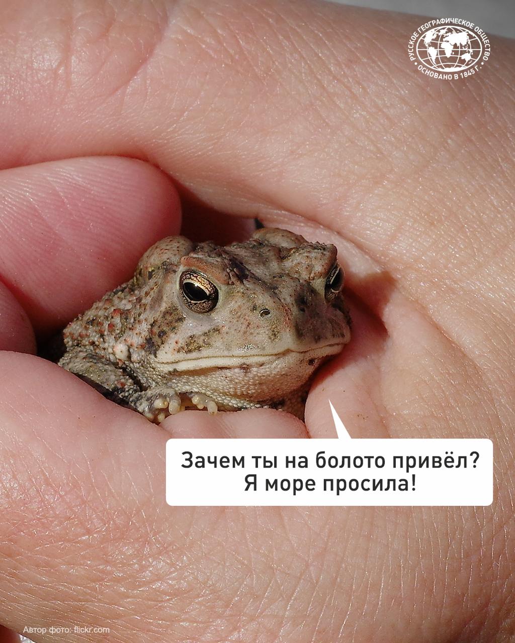 18 000 жаб и больше 3 000 лягушек добровольцы перенесли через дорогу в заказнике «Сестрорецкое болото»! Эта акция проходит каждый год в Санкт-Петербурге, чтобы спасти земноводных от гибели под колёсами автомобилей во время брачного сезона животных. В это время тысячи жаб и лягушек выходят из лесов и направляются на берег Сестрорецкого водохранилища, чтобы отложить икру.