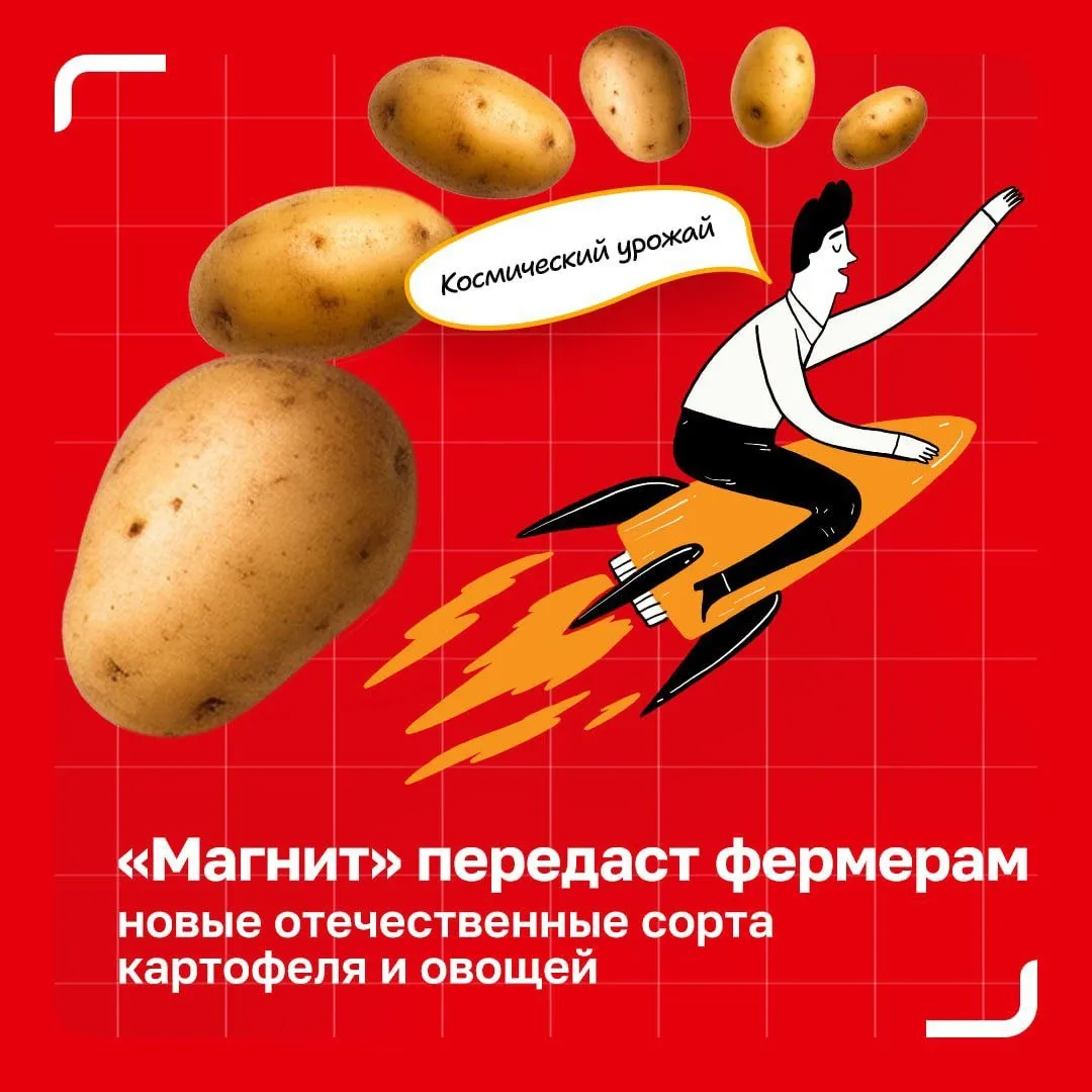 Фермеры партнеры Магнита протестируют новые российские сорта овощей Магнит начал передавать партнерским хозяйствам отечественные сорта картофеля и овощей для посевной Семена разработаны российскими селекционными центрами и предоставляются фермерам по агроконтрактам при поддержке дирекции ФНТП В этом сезоне новые сорта получат 15 фермерских хозяйств в 10 регионах страны Среди культур картофель морковь свекла капуста и лук Если тестовые посевы покажут хорошие результаты уже в следующем сезоне фермеры смогут перейти на использование российских семян в промышленных масштабах Такой подход помогает снижать зависимость от зарубежной селекции и лучше адаптировать выращивание к климатическим условиям российских регионов Важный акцент экономика выращивания Отечественные сорта дешевле импортных устойчивее к ряду заболеваний и позволяют лучше контролировать себестоимость урожая АгроМагнит
