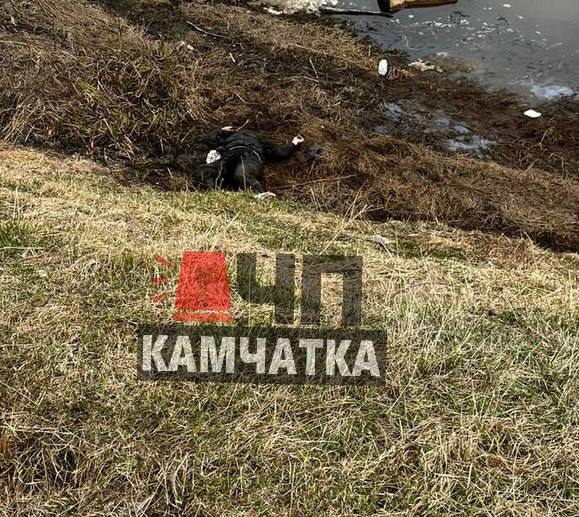 Появились новые подробности инцидента с несовершеннолетними на берегу реки Палана Около 19:00 в полицию поступил вызов о том, что несовершеннолетние находятся в состоянии сильного алкогольного опьянения. Полицейские оперативно прибыли на место. На берегу они обнаружили одну из девушек спящей, а вторую — стоящей у воды в мокрой одежде. Пострадавшая не могла внятно объяснить, что произошло. Свидетели рассказали, что девушка поскользнулась при спуске к реке, а находившиеся рядом подростки не смогли ей помочь. Ситуацию заметили случайные прохожие, которые и вызвали правоохранителей. На место происшествия была вызвана скорая помощь. Обе девушки с признаками алкогольного отравления были доставлены в Корякскую больницу. Их родители были проинформированы о случившемся. По словам очевидцев, одна из участниц инцидента принесла с собой пластиковую бутылку с прозрачной жидкостью, вероятно, содержащей алкоголь. Подростки также пили газированный напиток. Однако к приезду полиции бутылка исчезла, и изъять её не удалось. Выяснилось, что одна из пострадавших ранее состояла на профилактическом учете. О случившемся уведомлены Следственный комитет, комиссия по делам несовершеннолетних и прокуратура Тигильского района. На данный момент обе девушки находятся в сознании, их жизни вне опасности.
