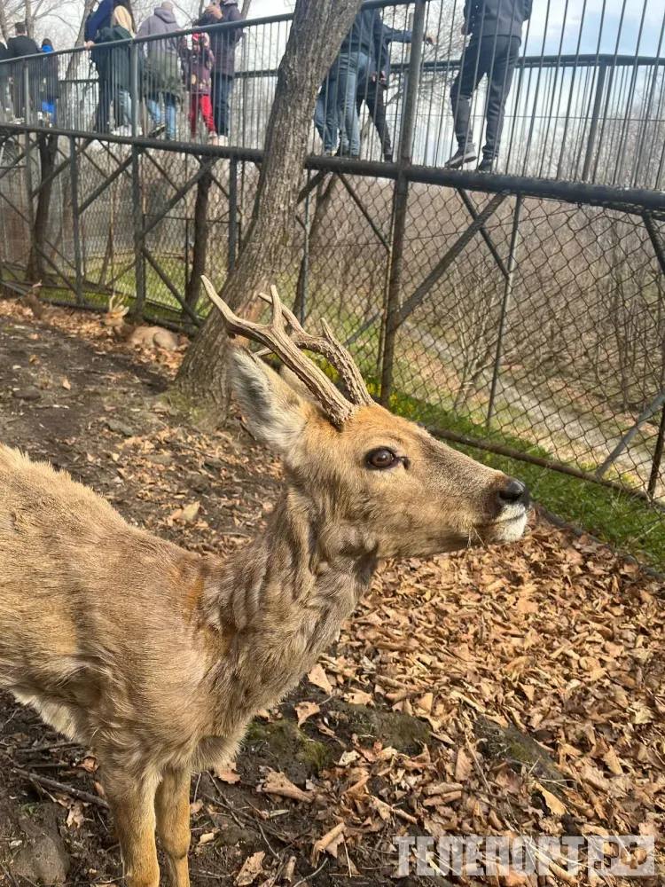 Сибирскую косулю незаконно добывали на территории охотничьих угодий в Шимановском округе Местные жители не имели разрешения на охоту Благовещенская межрайонная природоохранная прокуратура провела проверку соблюдения законодательства о животном мире В Шимановском округе на территории охотничьих угодий местные жители незаконно добыли сибирскую косулю не имея на это соответствующих разрешений За данное правонарушение они были привлечены к административной ответственности Браконьеры нанесли ущерб животному миру в размере 200 тыс рублей нарушив требования законодательства Охотники не возместили ущерб добровольно Природоохранный прокурор направил исковое заявление для возмещения ущерба Шимановский районный суд полностью удовлетворил требования истца Исполнение решения суда на контроле природоохранного прокурора сообщает Амурская бассейновая природоохранная прокуратура ТЕЛЕПОРТ РФ здесь все об Амурской области Мы в МАХ Написать нам