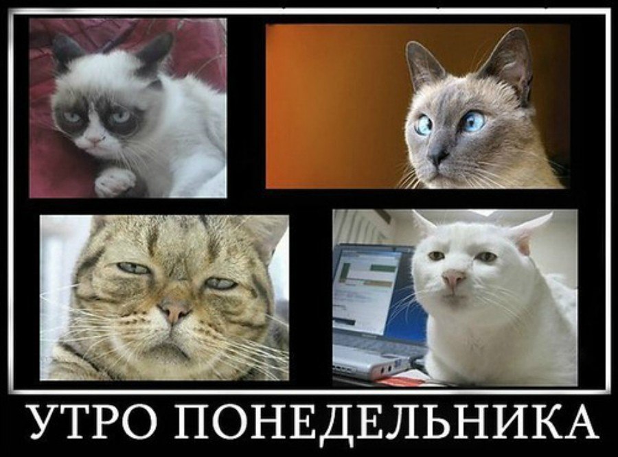 Не любить понедельники – вредно для здоровья Учёные доказали: уровень кортизола маркер хронического стресса у тех, кто с тревогой встречает начало недели – на 23 % выше, чем у тех, кто будни начинает спокойно. Вредная привычка, от которой нужно избавляться. В помощь – здоровый образ жизни, правильное питание. Ну а если дело зашло совсем далеко – консультация врача. SOVAINFO Прислать новость Больше новостей - на sovainfo.ru