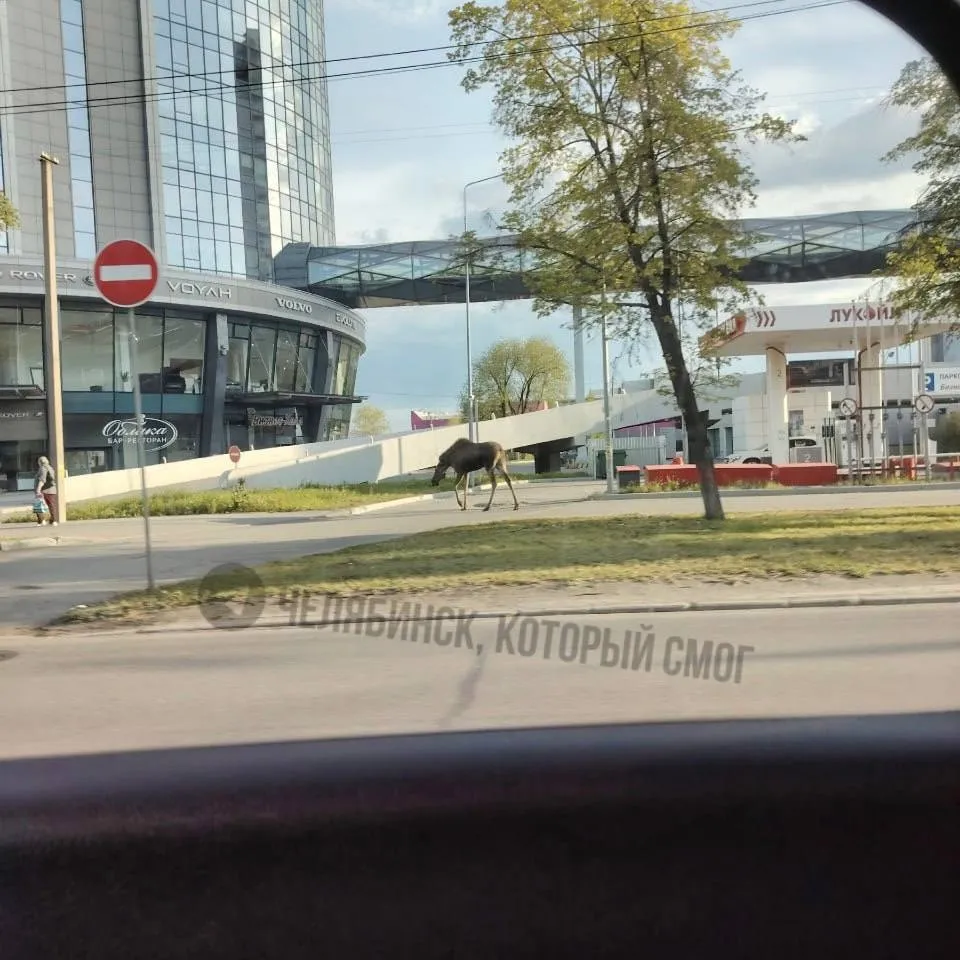 Огромного лося заметили в центре Челябинска Рогатый спокойно прогуливался вдоль тротуара возле отеля Видгоф Прохожие при этом не пугались зверя и проходили мимо Местные СМИ сообщили что в единую диспетчерскую службу поступило уже несколько сообщений о диком животном Подписаться на URA RU мы в MAКС
