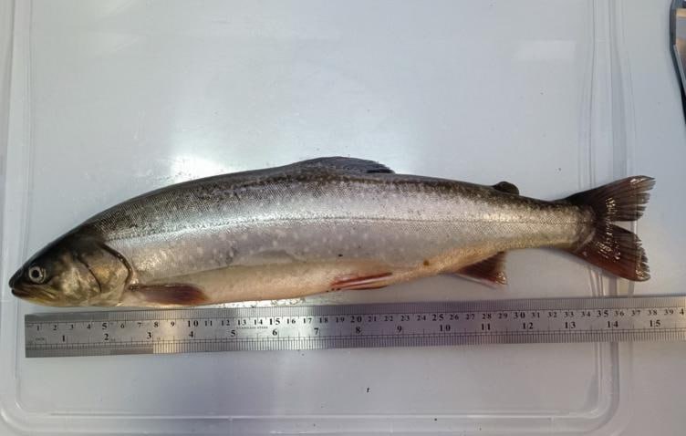 Путоранского гольца которого ученые считают очень полезной рыбой из за большого содержания омега кислот удалось вырастить до 3 кг на двух рыбзаводах в Сибири сообщили в Проектном офисе развития Арктики Путоранские гольцы которых сибирские ученые внедряют в аквакультуру набрали 3 кг веса Таким образом очередной контрольный этап показал успешность эксперимента по выращиванию самой полезной в мире рыбы с Таймыра который проводится при поддержке Проектного офиса развития Арктики рассказал собеседник агентства добавив что реализацией проекта занимаются ученые под руководством члена корреспондента Российской академии наук РАН Михаила Гладышева В дикой природе масса рыбы может достигать 14 20 кг пояснила член исследовательской группы Лариса Глущенко кандидат биологических наук доцент Сибирского федерального университета Она напомнила что несколько лет назад ученые Сибирского отделения РАН и Сибирского федерального университета обнаружили в озере Собачьем на севере Красноярского края представителей рода гольцов с рекордным содержанием длинноцепочечных омега 3 полиненасыщенных жирных кислот Эти вещества поддерживают здоровье сердечно сосудистой и нервной систем помогают сохранять молодость кожи и предотвращают дегенеративные изменения мозга По своим питательным качествам эта таймырская рыба превосходит дикого лосося и многие морепродукты После чего начался эксперимент по производству рыбы с этим уникальным биохимическом составом Половина икры гольца была передана на предприятие в Балахтинском районе на юге Красноярского края вторая часть осталась на Норильском рыбоводно инкубационном заводе Исследователи также взяли пробы донных организмов и осадков на озере Собачьем для того чтобы изучить особенности питания гольца Всего формирование ремонтно маточного стада занимает 5 7 лет при этом в него будет добавляться генетический материал из природных популяций рыбы Ученые отмечают что разведение рыб в аквакультуре единственный рациональный способ использования ресурсов арктических озер где промышленный лов невозможен или малоэффективен и ведется лишь в рамках традиционных промыслов коренных малочисленных народов Севера