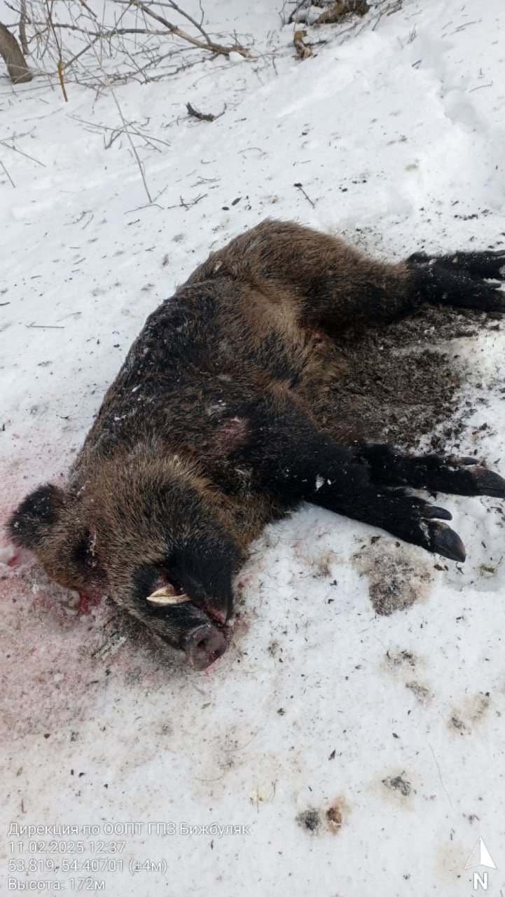 В Башкирии банда браконьеров застрелила восемь диких кабанов ради мяса  24 января прошлого года двое уфимцев и один житель Чишминского района заехали на территорию «Бижбулякского заказника». С помощью прибора ночного видения они застрелили восемь диких кабанов. Таким образом, природе был нанесен вред в размере 1,5 млн рублей.  Бижбулякский межрайонный суд Башкирии назначил преступникам лишение свободы на  три года условно. Три охотничьих ружья и прибор ночного видения  конфисковали и передали на нужды Росгвардии.