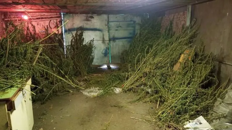 Полицейские изъяли у 41 летней жительницы Новооскольского округа более 16 килограммов конопли которые она хранила в своем гараже Женщина пояснила что собрала дикорастущие кусты неподалеку от дома для личного потребления В отношении подозреваемой возбуждено уголовное дело по факту незаконного хранения наркотических средств в крупном размере что предусмотрено частью 2 статьи 228 УК РФ Если фото и видео не грузят все новости есть в нашем канале в МАХ   max ru okoskol