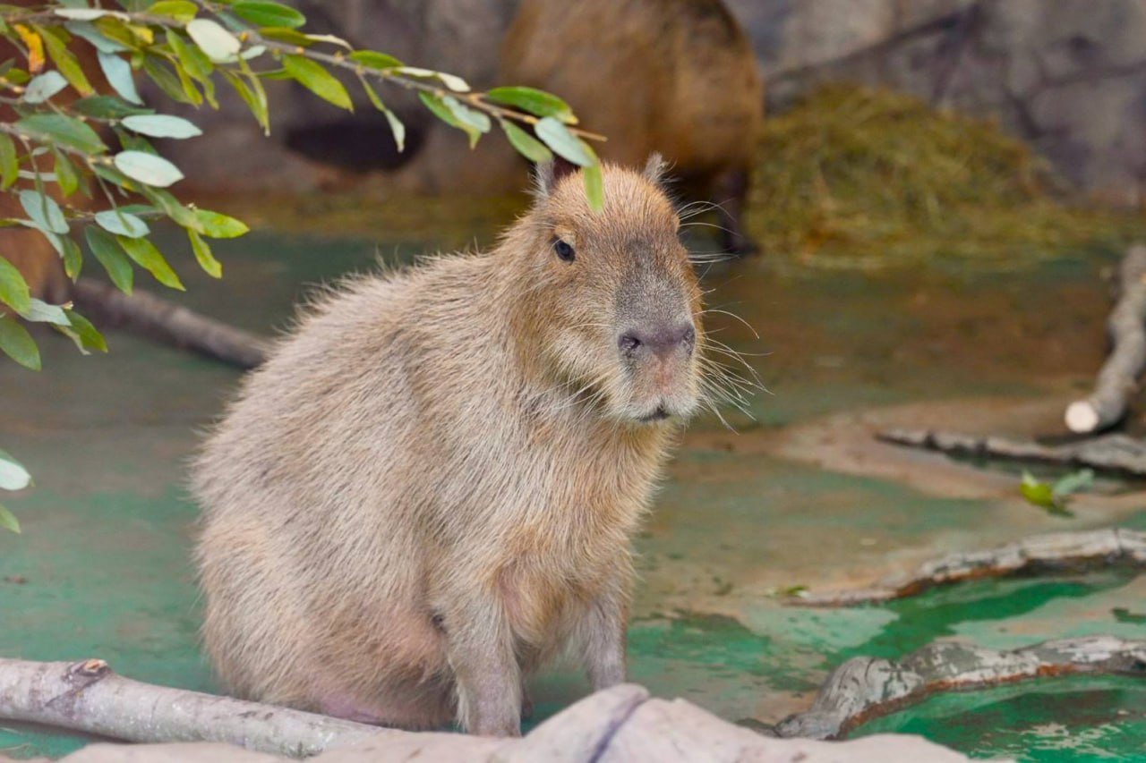 Мединского пригласили посетить Московский зоопарк Владимир Ростиславович внезапно признался как уверяет ТАСС что он лишь недавно от дочки узнал о существовании капибар Он думал что это такие модные игрушки Директор Мосзоо Светлана Акулова отозвалась на это сообщение и пообещала Владимиру Мединскому много других интересных открытий Мы рады что самые близкие люди открывают для Вас такой большой и интересный мир дикой природы Приглашаю Вас вместе с семьей посетить Московский зоопарк уверяю Вас ждут еще более масштабные открытия Мы с удовольствием покажем вам наших очаровательных капибар и их семейство А еще познакомим с несколькими редкими и удивительными видами животных о существовании которых знают далеко не все Мы в свою очередь просим Светлану Владимировну запечатлеть визит на видео интересно же что еще покажут именитому визитеру Кстати Мединский поход в зоопарк с семьей уже запланировал и уточнил что журналисты сделали из мухи слона превратили шутку в новостной повод