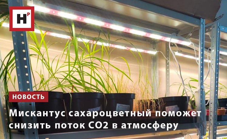 Уральские биологи предложили создавать карбоновые фермы на основе мискантуса Это высокотравное растение нетребовательное в уходе которое быстро растет и поэтому быстро накапливает углерод в биомассе В отличие от обычного леса или поля где растения после отмирания разлагаются и выпускают CO₂ обратно в атмосферу карбоновые фермы быстрее запечатывают углерод и затем при грамотном обращении десятилетиями хранят его Мы взяли два типа биоуглей мелиоративные для удобрений и секвестрационные для хранения CO₂ Оценили их свойства по совокупности косвенных характеристик и проверили действительно ли они снижают дыхание почвы и экосистемы В ходе исследования выяснилось что надо добавлять в почву биоугли из древесины березы и выращивать мискантус Это самое оптимальное соотношение для запечатывания углерода рассказала завлабораторией восстановительной экологии УрФУ Анна Бетехтина Фото пресс служба УрФУ Подробнее на портале Научная Россия биоуголь мискантус