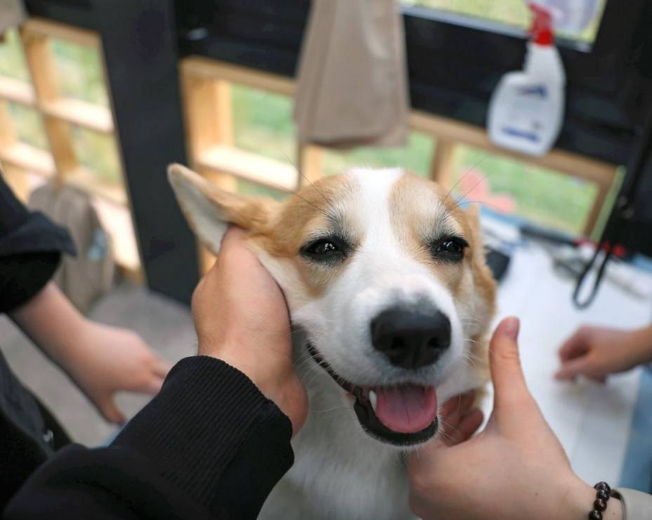 У жестоких владельцев смогут изымать домашних животных Правительство России поддержало законопроект позволяющий изымать домашних животных у владельцев за жестокое обращение Для этого предстоит внести изменения в УК и КоАП поскольку кошки и собаки юридически считаются собственностью граждан Решение о конфискации будет приниматься в судебном порядке Изъятых животных предполагается передавать в приюты Тот же законопроект предусматривает создание системы реагирования на жалобы о нападениях животных на базе службы 112 Однако эксперты уже указывают на серьёзные вопросы к инициативе По их словам пока неясно где именно будут содержать конфискованных питомцев и за чей счёт будет оплачиваться их лечение и уход Подписаться прислать новость