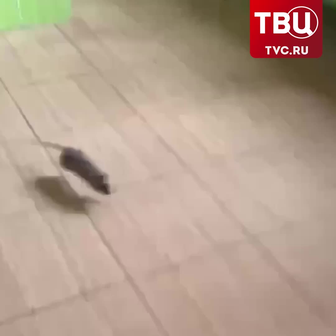 Массовое отравление студентов колледжа в Петербурге: СК проводит проверку