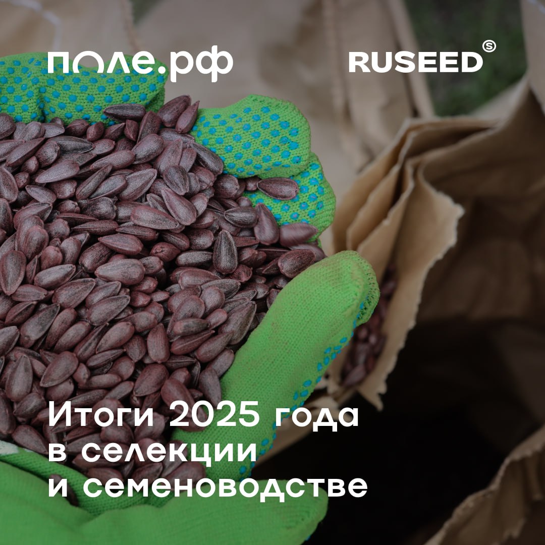 2025 год стал для отрасли селекции и семеноводства годом адаптации Аграрии уже не просто присматривались к отечественным сортам и гибридам а пробовали внедрять их в производство и менять технологию Аналитический центр компании RUSEED и журнал Поле РФ проанализировали ключевые результаты за год Главные выводы Самообеспеченность отечественным посевным материалом достигла порядка 70 против 60 в 2022 году Доля российских семян подсолнечника выросла до 50 сои до 65 кукурузы до 60 ярового рапса до 61 сахарной свеклы до 19 В отдельных регионах показатели выше Точка невозврата пройдена дальше отрасль будет только набирать обороты отмечает генеральный директор Поле РФ Евгений Белов Ключевая задача ближайших лет повсеместное внедрение технологий которые сокращают срок вывода новых сортов и гибридов а также цифровизация отрасли Это позволит обеспечить технологический суверенитет России в АПК говорит управляющий партнер RUSEED Марк Гехт Читать статью и смотреть инфографику Подписывайтесь на нас в Telegram в MAX Оставляйте бусты