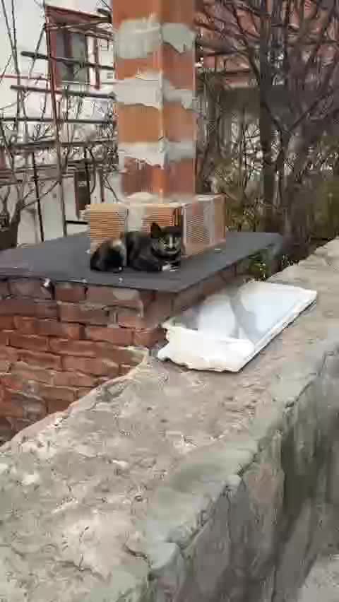 В Турции найден кот, напоминающий телеведущего Леонида Каневского