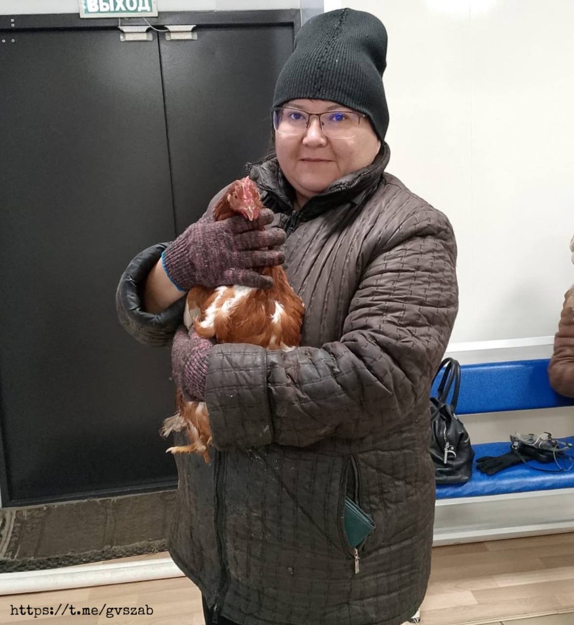 Забайкальские ветеринары сделали пластическую операцию курице которая не могла снести яйцо На прием к врачу Чернышевской станции по борьбе с болезнями животных пришла владелица личного подсобного хозяйства Женщина рассказала что ее курица молодка уже два дня безрезультатно пытается снести яйцо Причину проблемы удалось выяснить после осмотра птицы Оказалось что в возрасте двух месяцев курица перенесла травму сородичи расклевали ей клоаку Открытую рану удалось заживить но неравномерно Появились осложнения путь яйца из яйцевода в клоаку оказался перекрыт Для восстановления яйценоскости ветеринарный врач Мария Ганя успешно провела птице уникальную операцию На сегодняшний день курочка чувствует себя хорошо и радует свою хозяйку яйцом рассказали в госветслужбе Забайкалья vetandlife Наши каналы