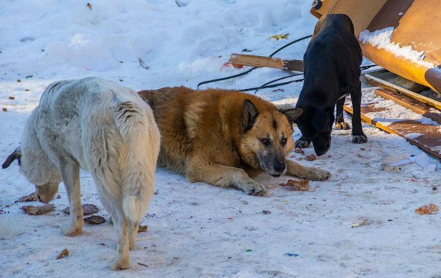 В Челябинске бродячие псы покусали детей   В суд направлены исковые заявления о возмещении морального вреда.