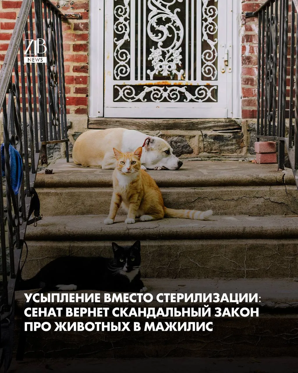 Закон о бродячих животных снова могут отправить на доработку В сенате документ обсудили на нескольких заседаниях поступили сотни обращений от граждан В итоге сенаторы предлагают вернуть его в мажилис с поправками Главное хотят убрать единый жесткий подход Сейчас в законе прописана норма об эвтаназии через 5 суток в приюте Ее предлагают пересмотреть каждый регион сам будет решать как регулировать численность бездомных животных через маслихаты Еще одно изменение из закона хотят убрать само слово эвтаназия И уточнить кого считать бродячим животным  Дорогие читатели если вы стали свидетелями каких то событий либо вам нужна информационная помощь то можете отправить информацию видео и фото сюда infoztb или   wa me 77779419900 ztb qaz