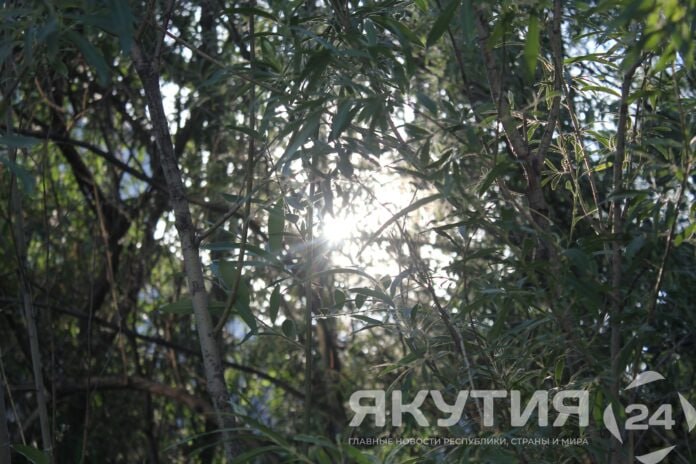 Высокий класс пожароопасности установлен в Мирнинском и Оленекском районах Установление высокого IV класса пожароопасности леса ожидается в Мирнинском и на юге Оленекского района 21 22 августа В связи с этим главное управление МЧС России по республике настоятельно призывает граждан соблюдать меры предосторожности Подробнее читайте по ссылке Фото Андрей Меженский Якутия 24 yk24ru