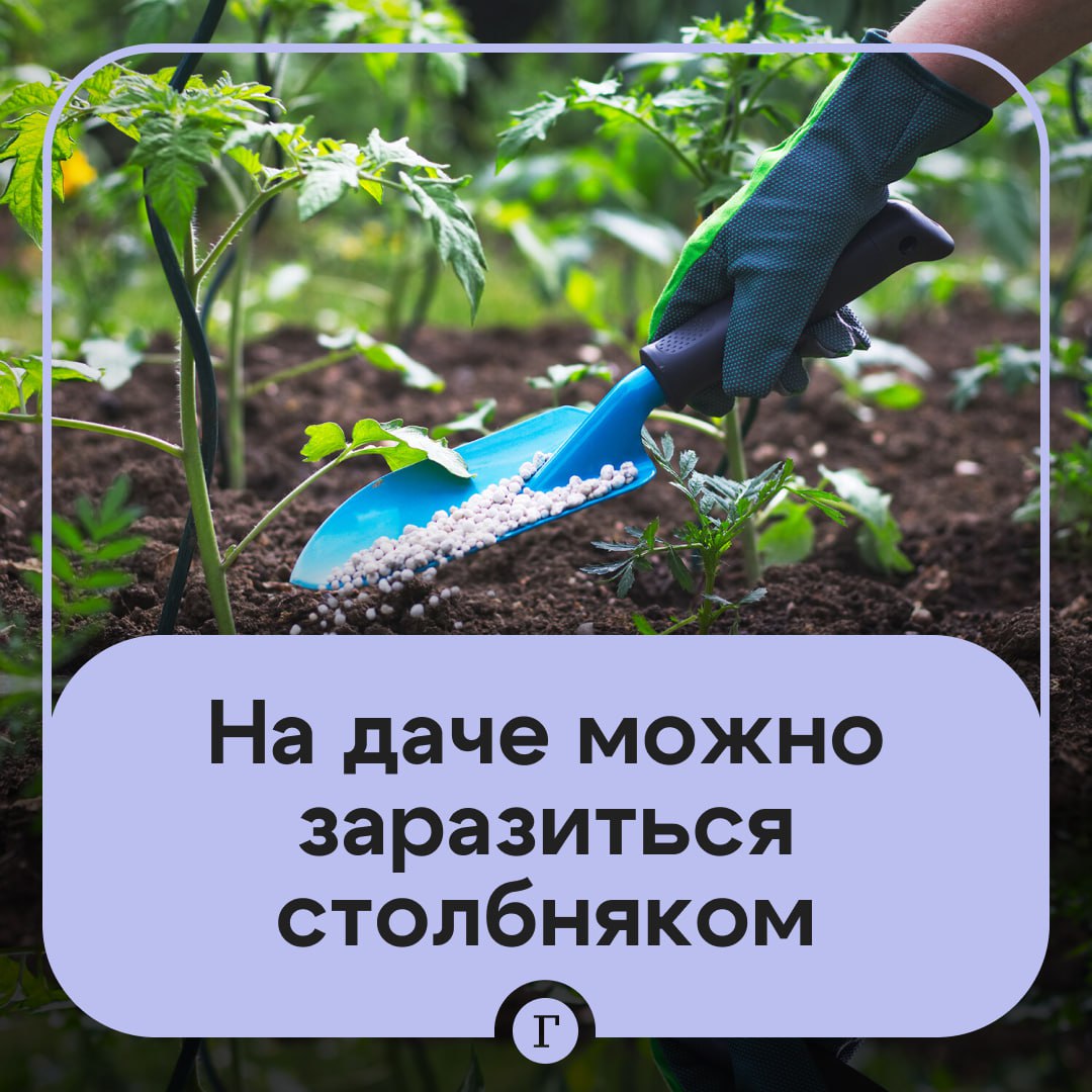 От дачных удобрений можно подхватить столбняк.  В почве огородов, садов, пастбищ может находиться столбнячная палочка, если используются удобрения из фекалий человека или животных. Если вдруг бактерия попадет в открытую рану или через ожог, то человек может заразиться смертельно опасной болезнью, сообщил «Газете.Ru» эпидемиолог Михаил Лебедев.  Он добавил, что столбнячная палочка способна жить в среде без кислорода и остается в почве в виде спор до 100 лет.  Попав в организм человека возбудитель столбняка размножается, выделяя эндотоксин, который поражает центральную нервную систему. Затем могут произойти сепсис, пневмония, поражение сердца. По словам врача, до сих пор смертность от столбняка даже в развитых странах достигает 17-25%.    — Теперь вожусь в земле только в перчатках