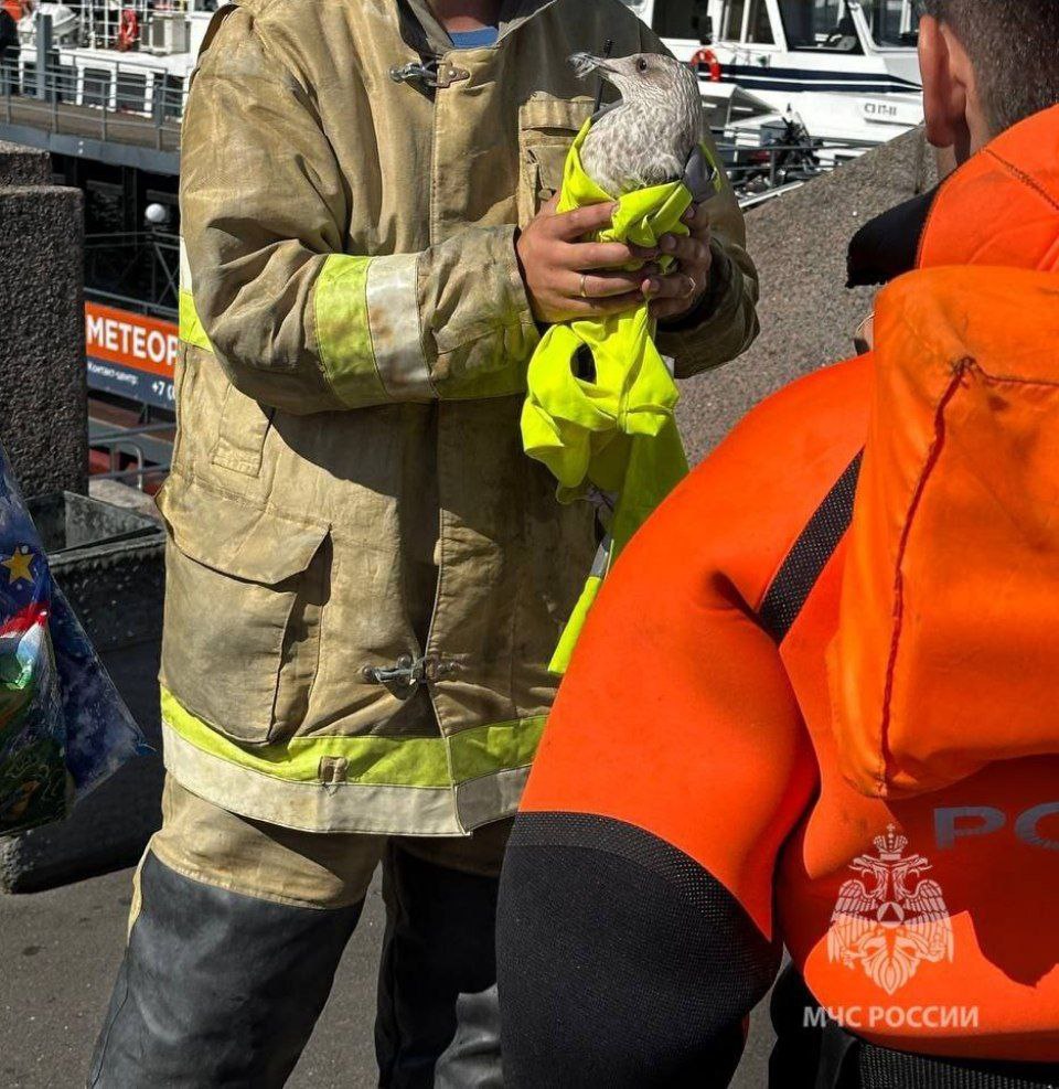МЧС Петербурга спасли травмированого «ребенка чайки» На Васильевском острове Петербурга спасатели МЧС вытащили из воды травмированного птенца чайки. Прохожие заметили, что птица не может взлететь и с трудом удерживается на волнах, и обратились за помощью. Прибывшие специалисты с помощью подручных средств достали птенца и выяснили, что у него частично ампутировано крыло. По предварительным данным, повреждения могли быть нанесены человеком. Птицу передали очевидцам для доставки к орнитологам. Подробности тут. - пресс-служба МЧС Петербурга