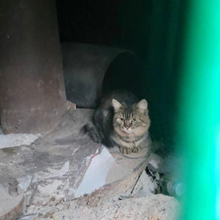 Как вам такой внештатный сотрудник Кот по имени Кай залез в энергообъект Т Плюс и месяц жил там Работники энергокомпании обнаружили в одном из технических павильонов домашнего питомца он забрался на объект через вентиляцию и прятался среди установок труб манометров и запорной арматуры На протяжении месяца питомец не хотел выходить к людям но принимал еду и воду Работники компании окрестили его внештатным сотрудником Вечером 13 октября стало известно что кота удалось спасти и вернуть хозяину Максиму Участие в эвакуации зверя из энергообъекта принимали волонтёры и аварийная бригада Подписаться Прислать новость