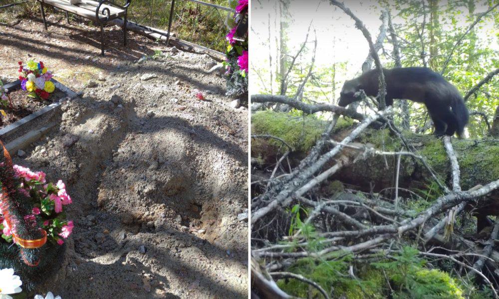 #карелия #животные    Хищник раскопал две могилы в Карелии. Жители поселка Надвоицы Сегежского района сообщили, что обнаружили на кладбище могилу, разрытую каким-то животным. Люди подумали, что это сделал медведь.   Охотовед обошел кладбище, но следов косолапого не нашел. Вскоре увидели еще одну раскопанную могилу. Тогда у специалистов возникло предположение, что могилы разрывает росомаха.   Росомаха — опасное и скрытное животное, занесенное в Красную книгу мира. Однако изредка в  Карелии люди ее все же встречают.