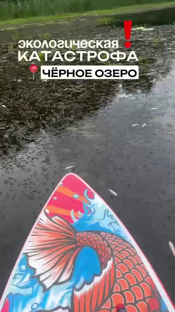 Экологическая ситуация на Чёрном озере: мёртвая рыба и проверка воды