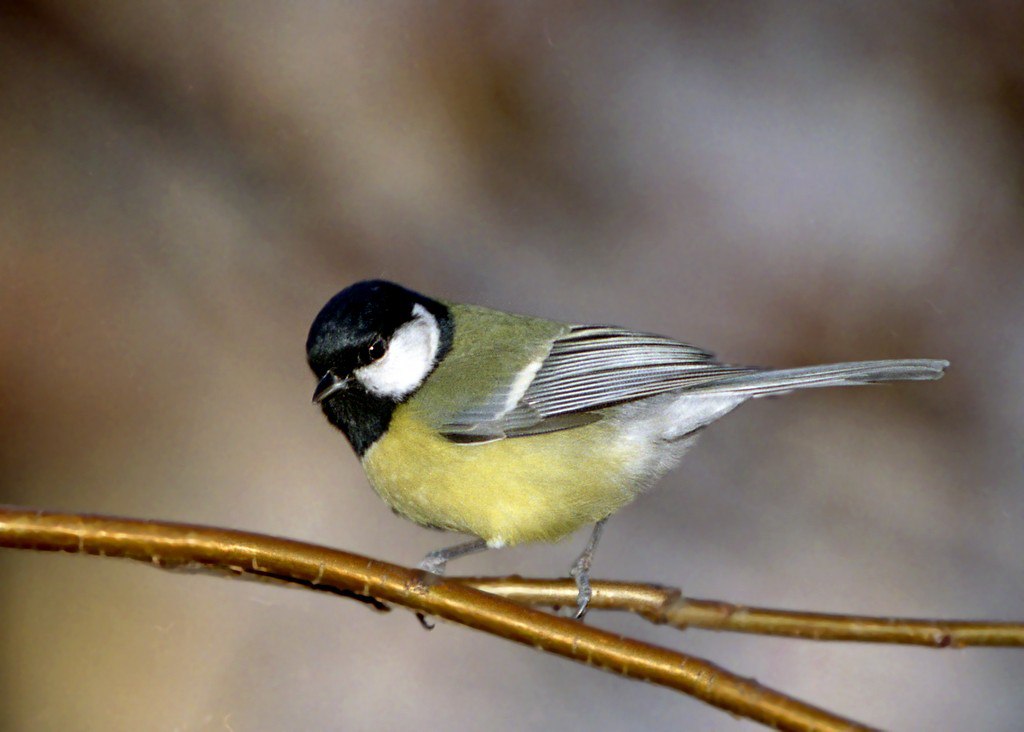 А вы знаете что сегодня в России отмечается Синичкин день Синичкин день экологический праздник посвященный встрече зимующих птиц напоминает об ответственности человека перед природой Он был официально учрежден по инициативе Союза охраны птиц России Его главная цель привлечение общественного внимания к проблемам сохранения диких птиц которым сегодня приходится сталкиваться с множеством вызовов сокращением естественных мест обитания нехваткой пищи и вмешательством человека в природу На Синичкин день принято делать и развешивать кормушки для птиц во дворах парках и садах Кстати синиц стали так называть не из за их синего оперения а от звонких песен птички напоминающих перезвон колокольчика Зинь зинь