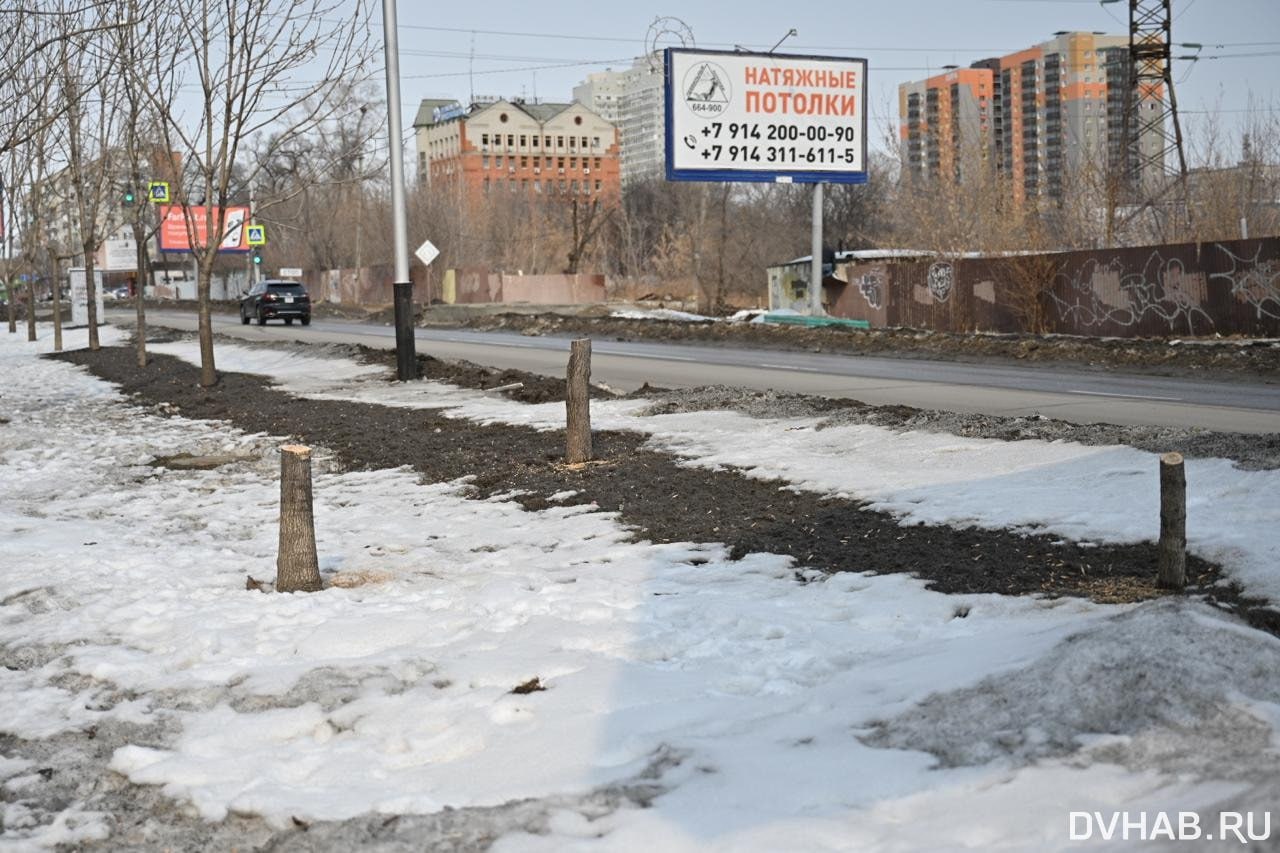 Неизвестные под корень вырубили молодые деревья на Слободской   Как заявили в ТСЖ, обслуживающем дома, возле которых и росли деревья, их уничтожили неизвестные, а значит, вырубка была несанкционированная.    Прочитать статью полностью