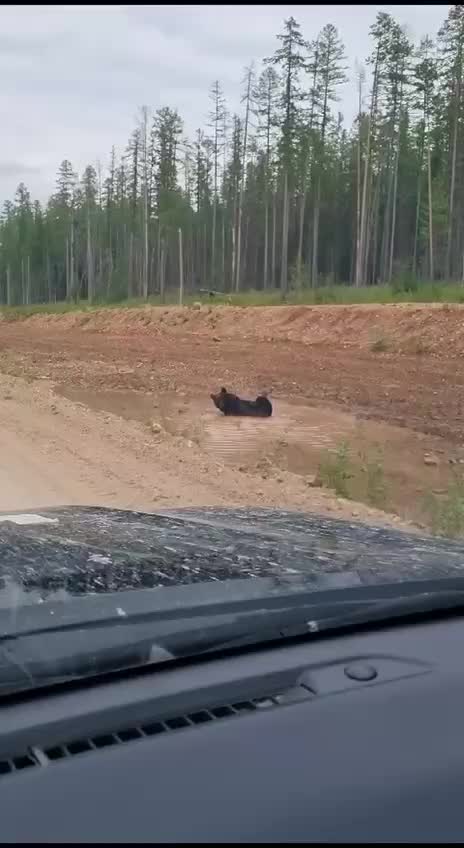 Медведи из Беларуси и Якутии удивляют своими необычными водными развлечениями