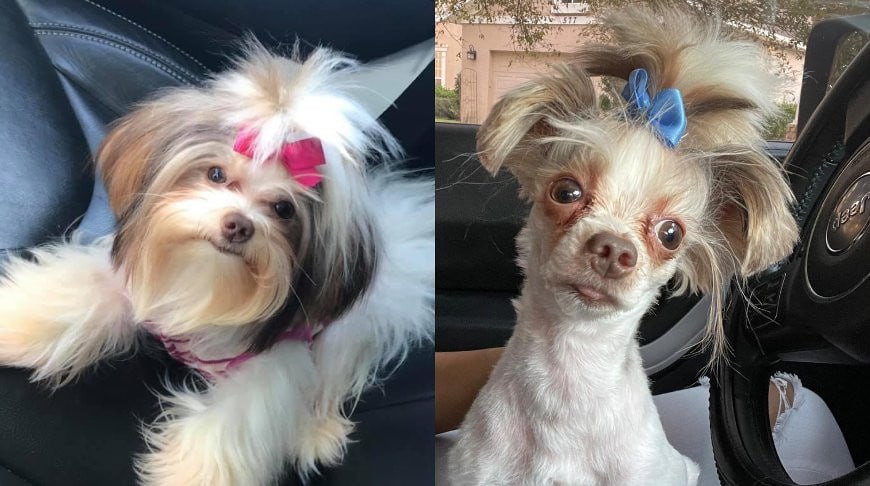 В Госдуме хотят запретить продавать собак и кошек без документов Соответствующую инициативу поддержал комитет Госдумы по экологии природным ресурсам и охране окружающей среды В случае принятия закона он может вступить в силу с 1 сентября Предполагается что новые требования затронут прежде всего собак и кошек Авторы законопроекта считают что такие меры помогут ограничить нелегальное и бесконтрольное разведение а также сократить количество животных с наследственными заболеваниями и проблемами поведения Как вам инициатива Подписаться на truekpru Читать нас в MAX