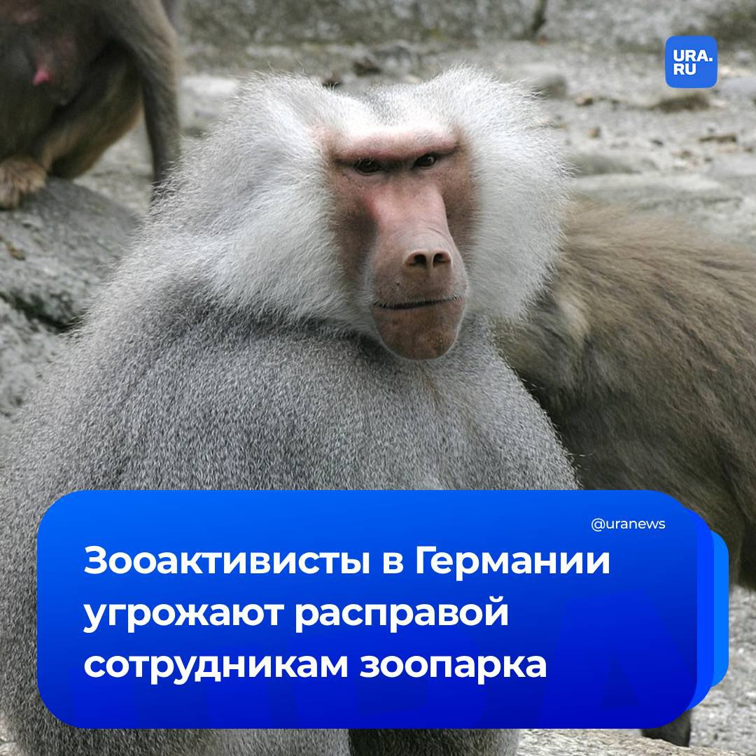 «Сравнивают с Менгеле и угрожают убийством». Директор и сотрудники зоопарка в Германии столкнулись с угрозами со стороны активистов, сообщает Sky News. В конце июля в Нюрнберге руководство учреждения приняло решение усыпить здоровых гвинейских павианов из-за недостатка мест в вольере. Часть останков была использована для исследований, а остальные скормили хищникам. После этого зооактивисты стали угрожать сотрудникам расправой. «Обычная угроза звучит так: «Мы вас убьем и скормим львам». Но что действительно отвратительно, так это когда они говорят, что мы хуже, чем доктор Йозеф Менгеле из национал-социалистической партии, который был одним из самых жестоких людей в истории человечества», — сказал доктор Даг Энке журналистам издания.