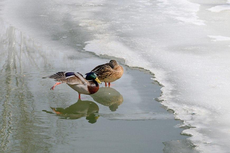 Подсчитать водоплавающих птиц можно в эти выходные для общероссийского учета Петербургское сообщество Ушами Филина анонсировало проведение ежегодного общероссийского учета зимующих водоплавающих птиц Серая шейка Принять участие в акции которая пройдет 17 и 18 января может любой желающий Как участвовать Участникам предлагают отправиться к незамерзающим водоемам провести подсчет водоплавающих и околоводных птиц и передать результаты координаторам проекта Организаторы просят указывать дату и маршрут наблюдений виды и количество птиц состояние водоема и погодные условия а также присылать фотографии Координаты Наблюдения и подсчеты на свои электронные адреса принимают сотрудники Зоологического института РАН Храбрый Владимир lanius1 yandex ru и Сергей Петров Spspbgu gmail com Данные можно оформлять в соответствии с образцом по ссылке Также их можно фиксировать на специальной странице ресурса iNaturalist Для ручного подсчета большого скопления птиц на фотографии организаторы советуют использовать приложение Счетчик точек или подобную функцию в фотошопе Локации Считать водоплавающих птиц координаторы акции предлагают на Большой и Малой Неве Фонтанке Мойке канале Грибоедова Большой Средней и Малой Невке Волковке Карповке Черной речке притоке Красненькой Оккервиле Лубье Муринском ручье Монастырке и ручье в Нижнем парке Красного Села Участники Серой шейки могут дополнить этот список собственными локациями Фото Сергей Фролов Фотобанк Лори Подписывайтесь на Бумагу и предлагайте новости