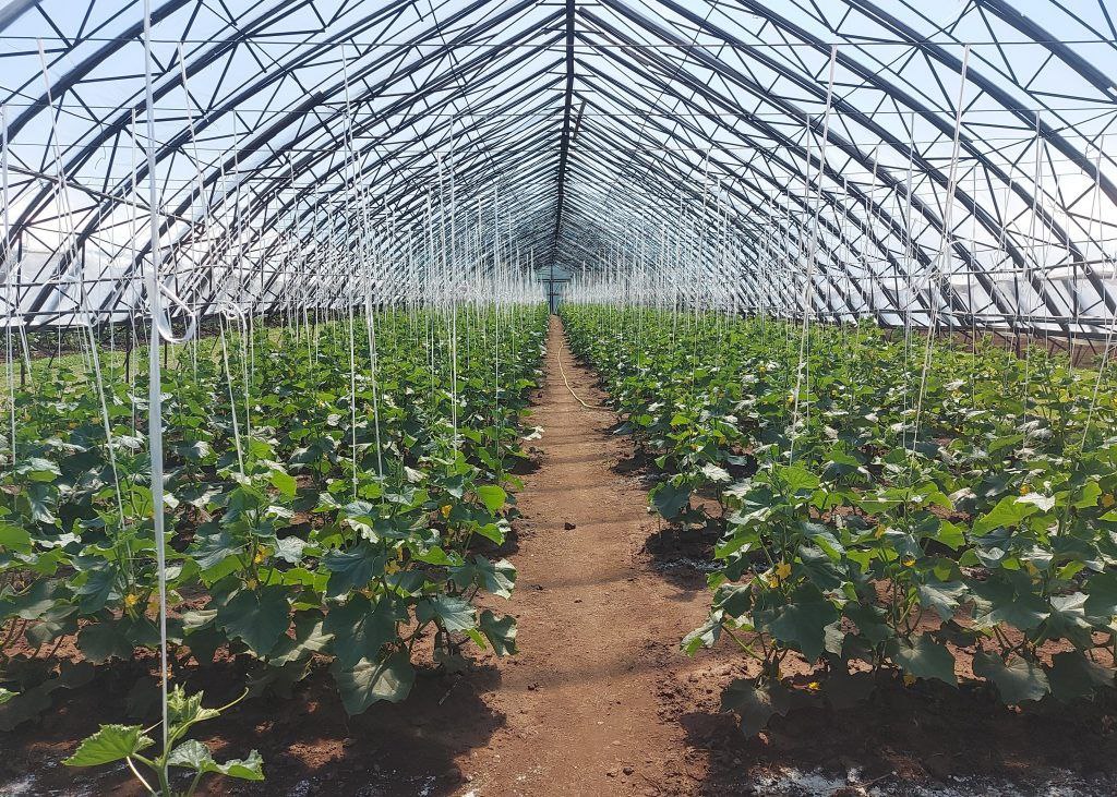 Приморским межрегиональным управлением Россельхознадзора установлено более 20 нарушений применения агрохимикатов при производстве сельхозпродукции С начала 2025 года по данным на 7 ноября в рамках государственного контроля в области безопасного применения пестицидов и агрохимикатов при производстве сельхозпродукции Приморским межрегиональным управлением Россельхознадзора на территории шести поднадзорных регионов отобрано 220 проб растительной продукции для проведения исследований на остаточное содержание пестицидов и нитратов Нарушения установлены в 23 образцах сельхозпродукции Исследования проб проведены в лабораториях филиалов подведомственных Россельхознадзору ФГБУ НЦБРСП и ФГБУ ЦОК АПК В результате испытаний в 21 случае установлено превышение допустимого уровня содержания нитратов и в двух случаях были обнаружены действующие вещества пестицидов не предусмотренных для обработки исследованных культур Нарушения выявлены в сельхозпродукции производителей из Приморского Камчатского и Хабаровского краев а также Сахалинской области Положительные пробы на нитраты получены в огурцах картофеле арбузах свекле моркови кабачках и других видах овощей